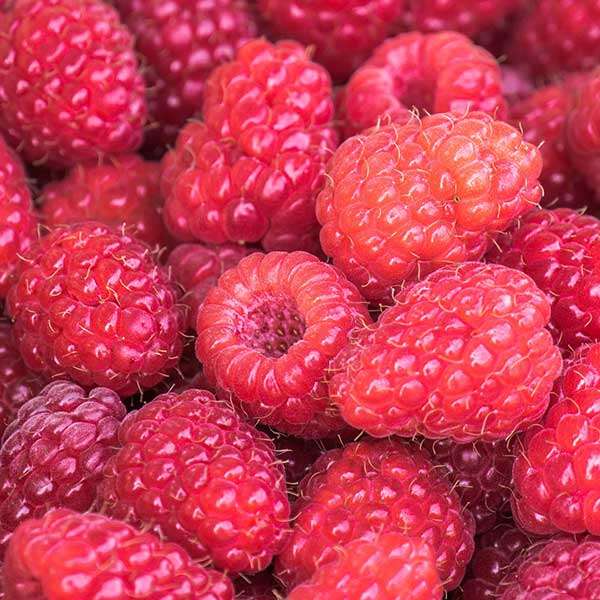 Kawakawa Raspberry Lip Balm Raspberries