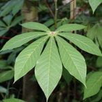 Cassava Plant