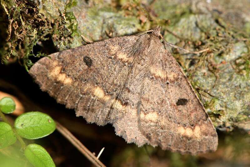 Kawakawa Looper Moth
